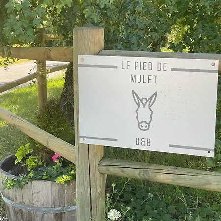 Junior Le Pied De Mulet Brouchaud