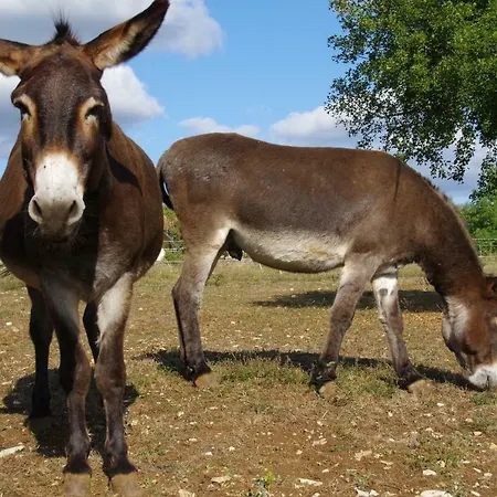 Junior Le Pied De Mulet Pensionat