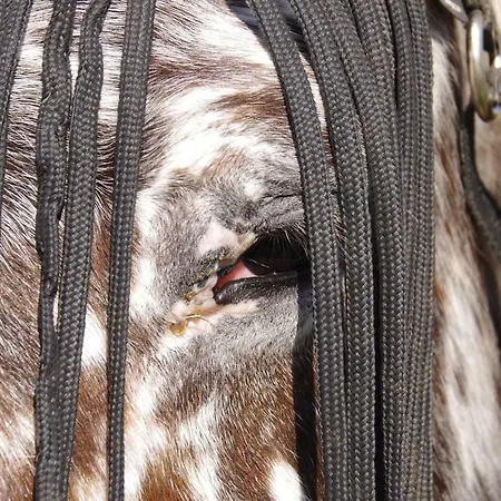 Junior Le Pied De Mulet Pensionat Brouchaud