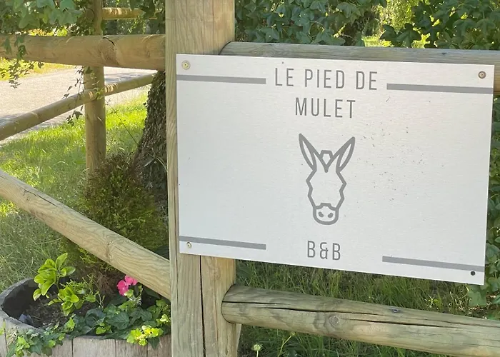 Junior Le Pied De Mulet Brouchaud