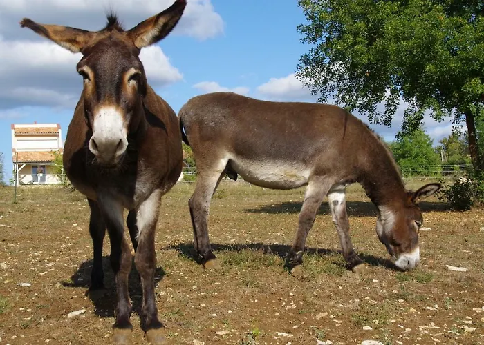 Junior Le Pied De Mulet Gasthof