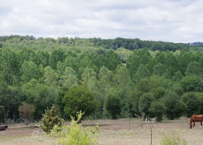 Junior Le Pied De Mulet Brouchaud