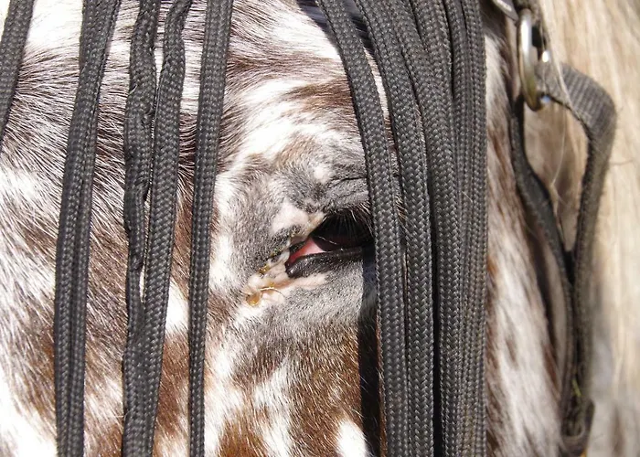 Junior Le Pied De Mulet Gasthof Brouchaud